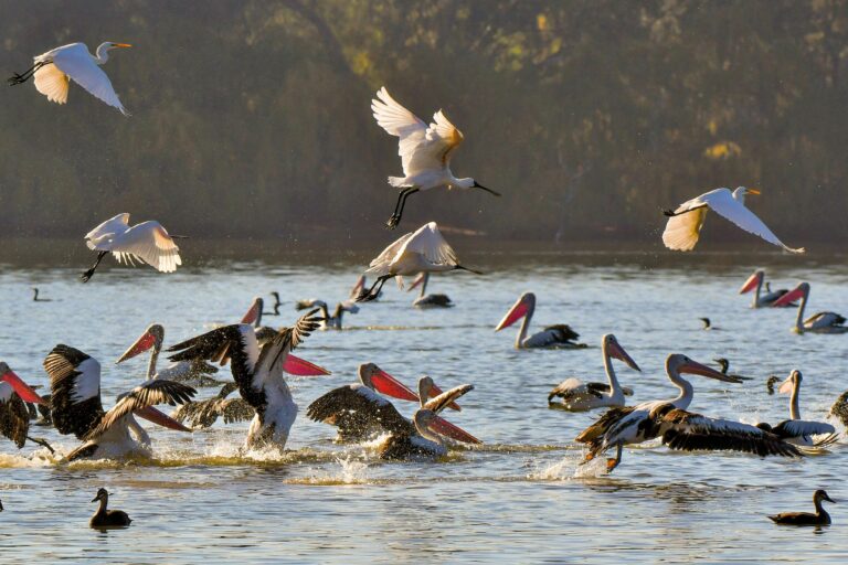 Curlew fishing pelicans, spoonbills egrets feeding frenzy