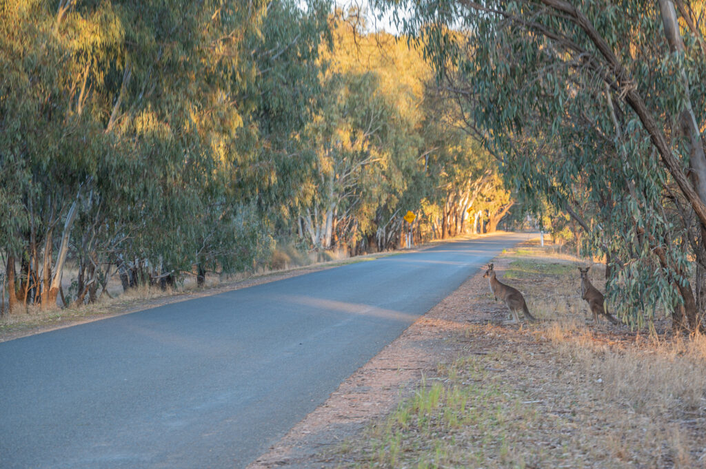 Country Road into Lachlan Shire